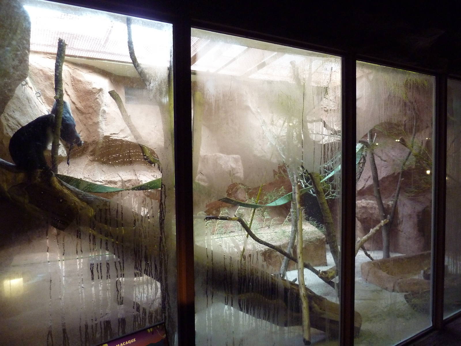 Lion-Tailed Macaque Exhibit