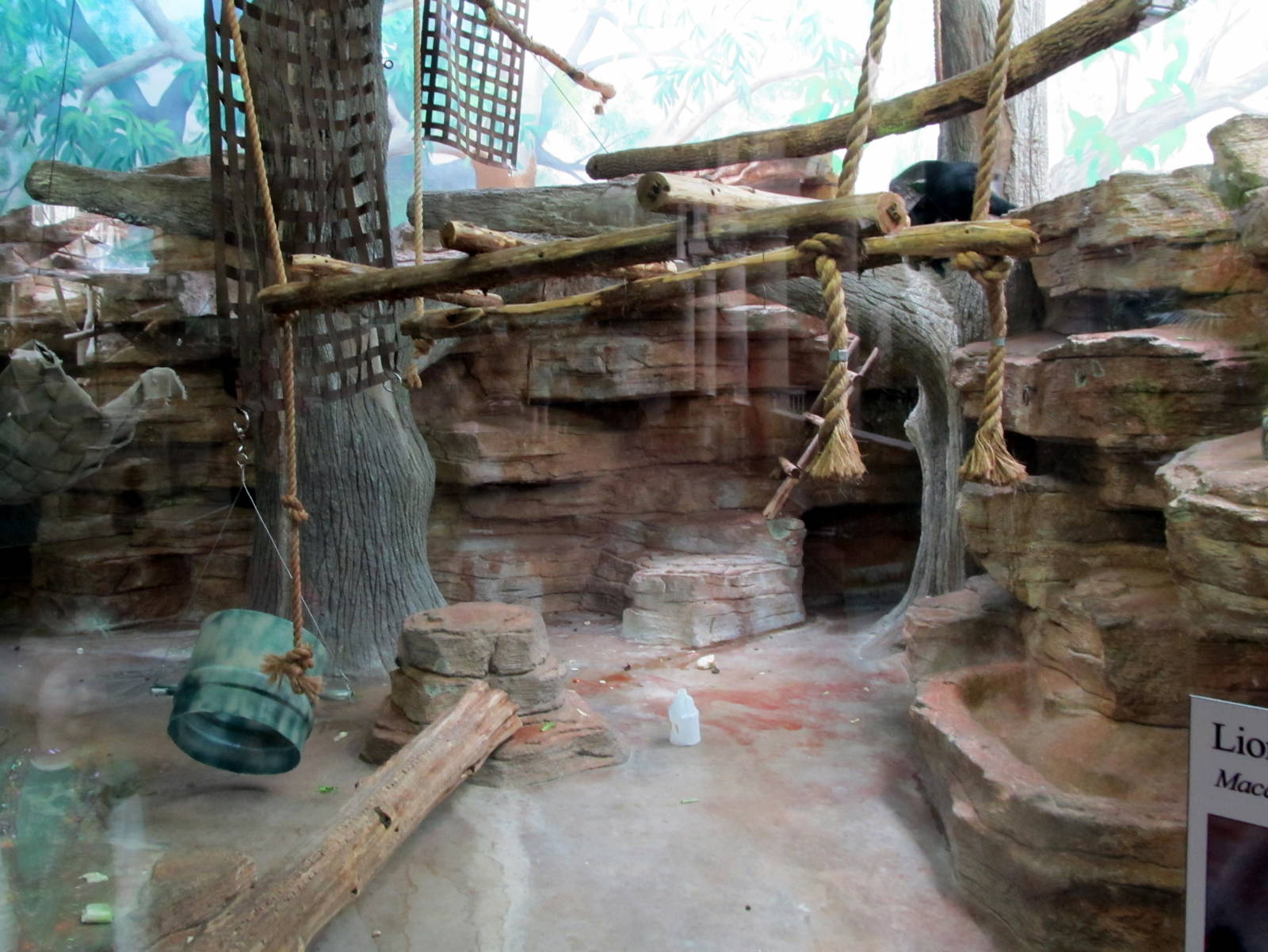 Lion-tailed Macaque Exhibit