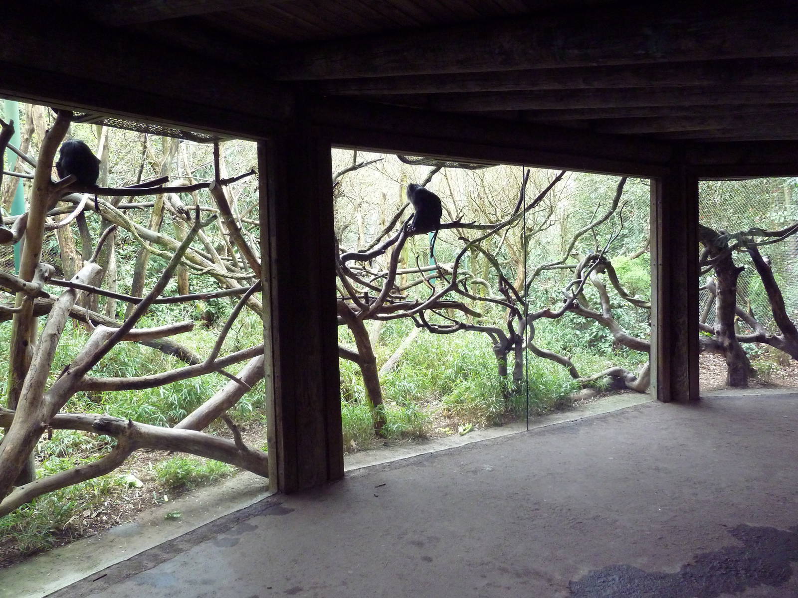 Lion-Tailed Macaque Exhibit