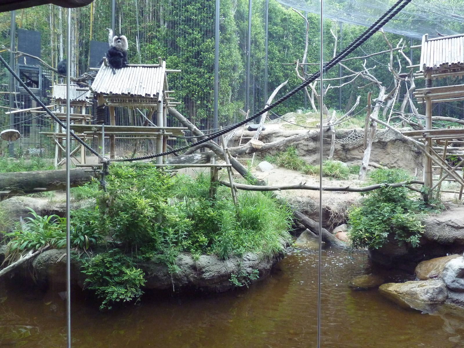 Lion-Tailed Macaque Exhibit