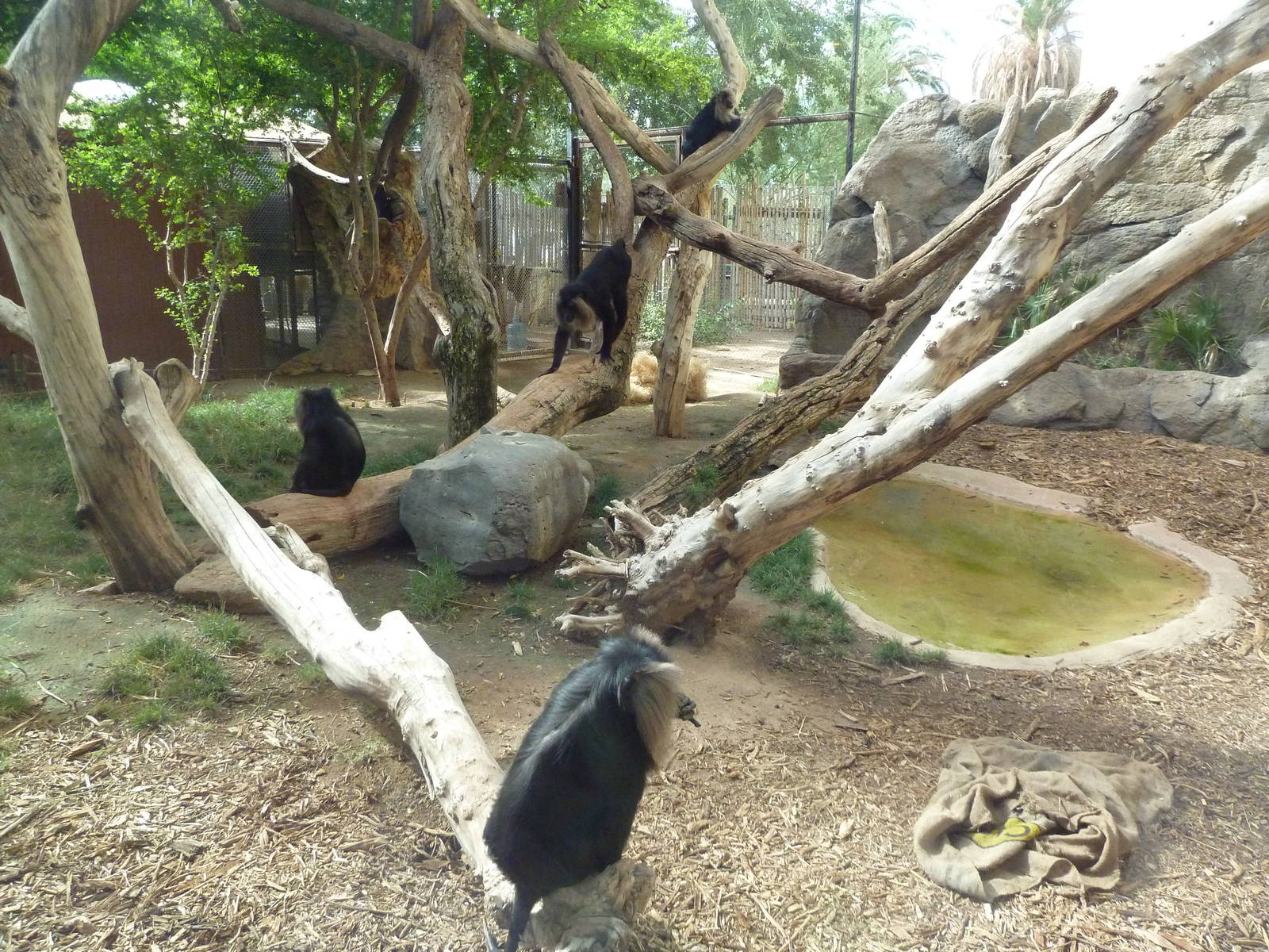 Lion-Tailed Macaque Exhibit