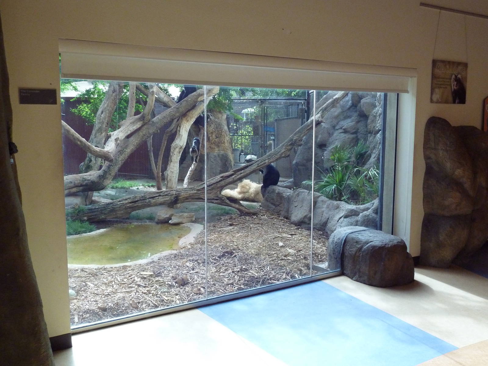 Lion-Tailed Macaque Exhibit