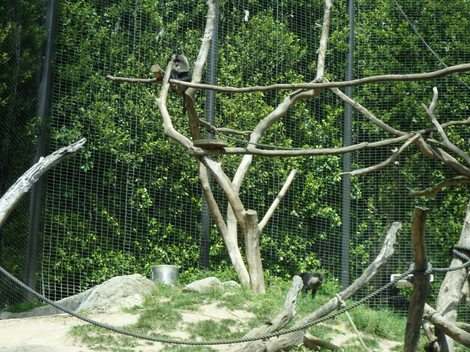 Lion-tailed Macaque Exhibit