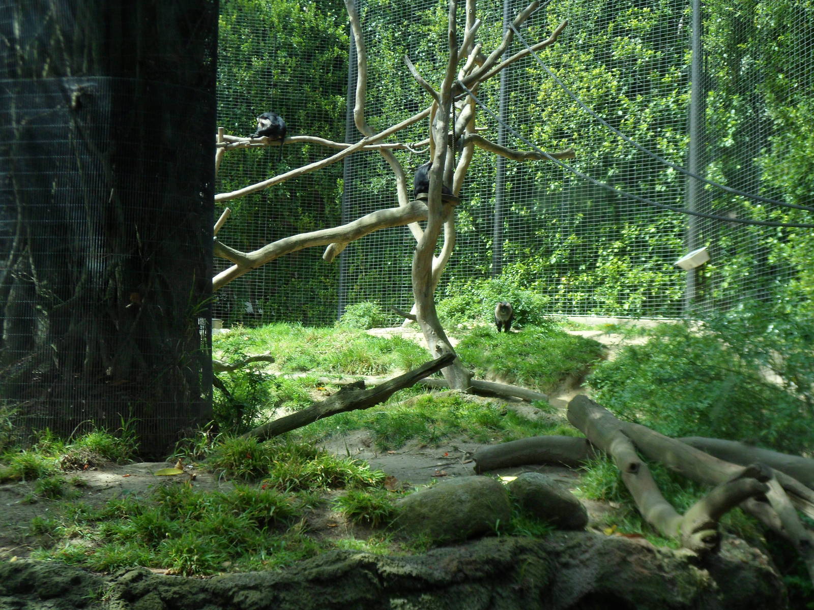 Lion-tailed Macaque Exhibit