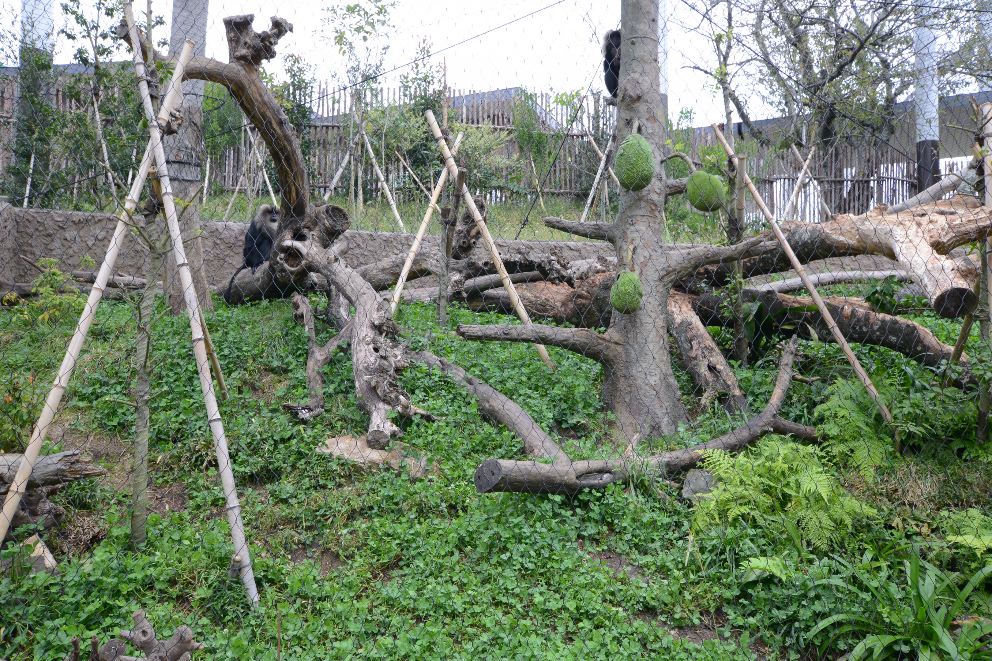 Lion-tailed macaque Exhibit