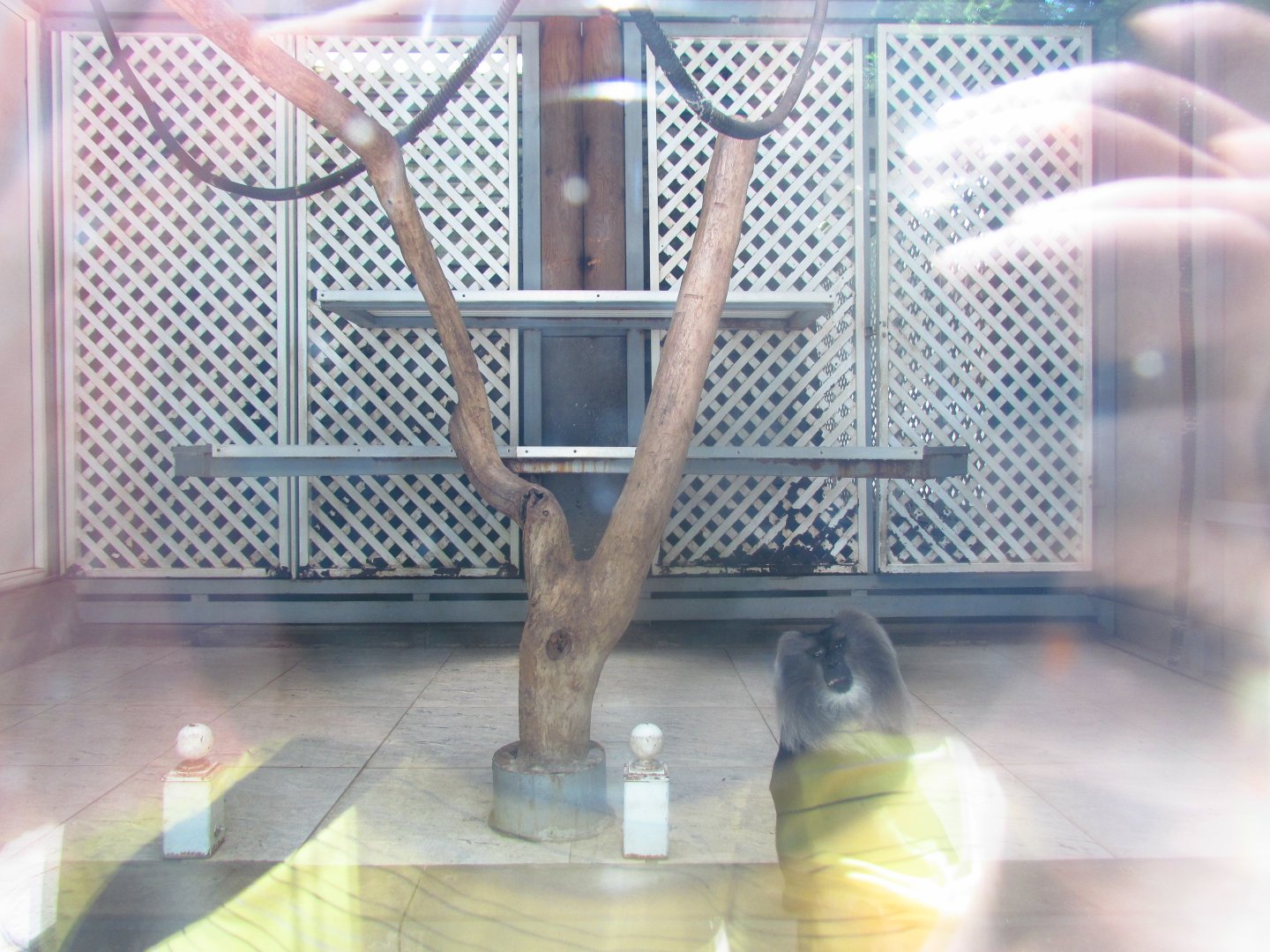 Lion-tailed macaque exhibit