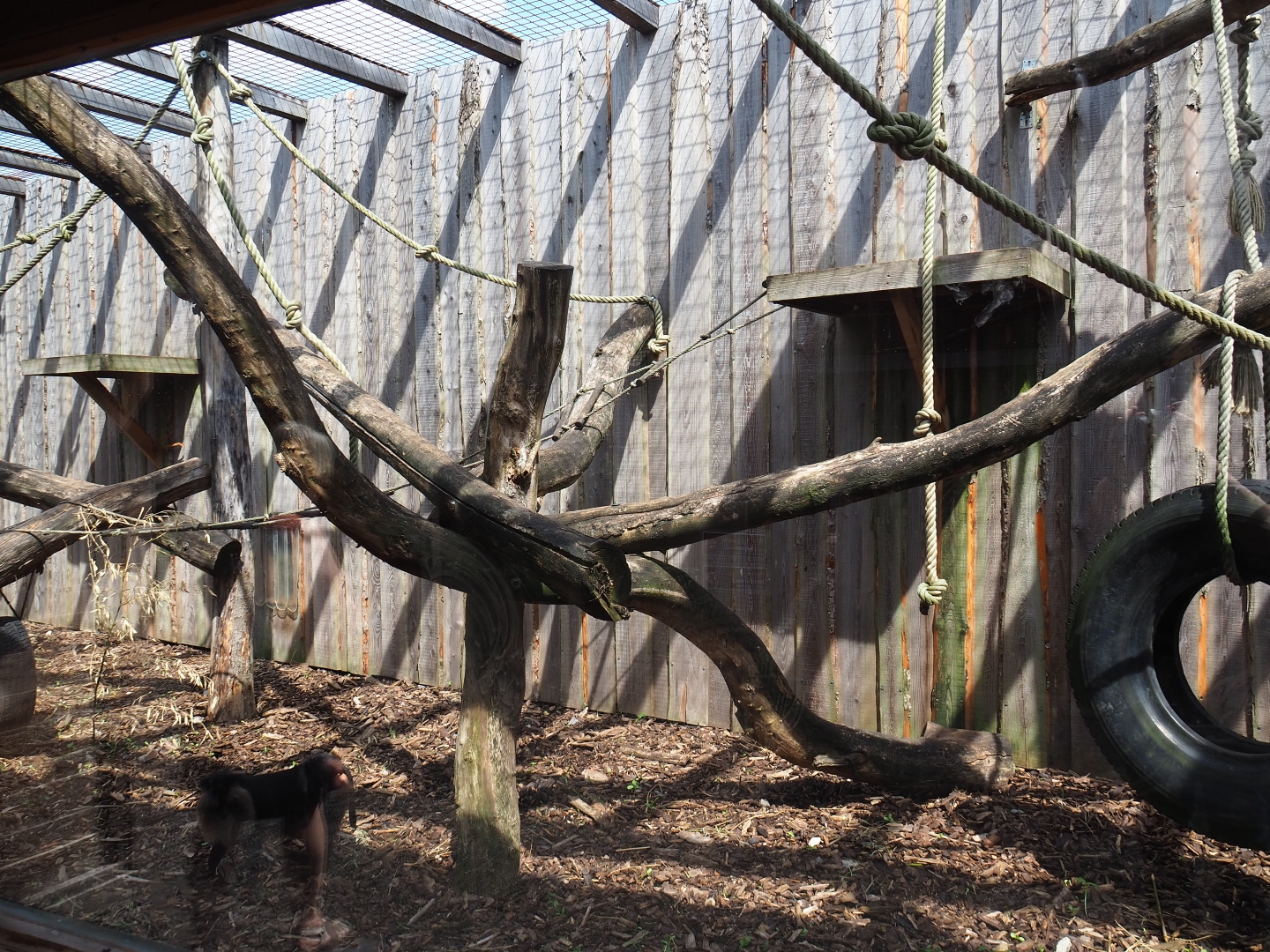 Lion-tailed macaque exhibit