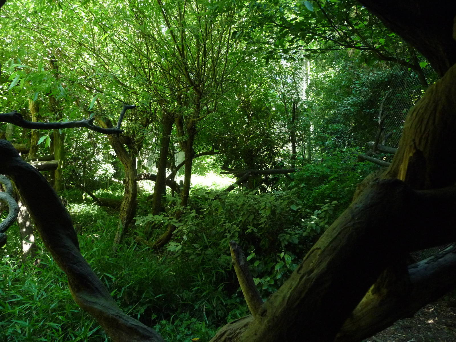 Lion-Tailed Macaque Exhibit