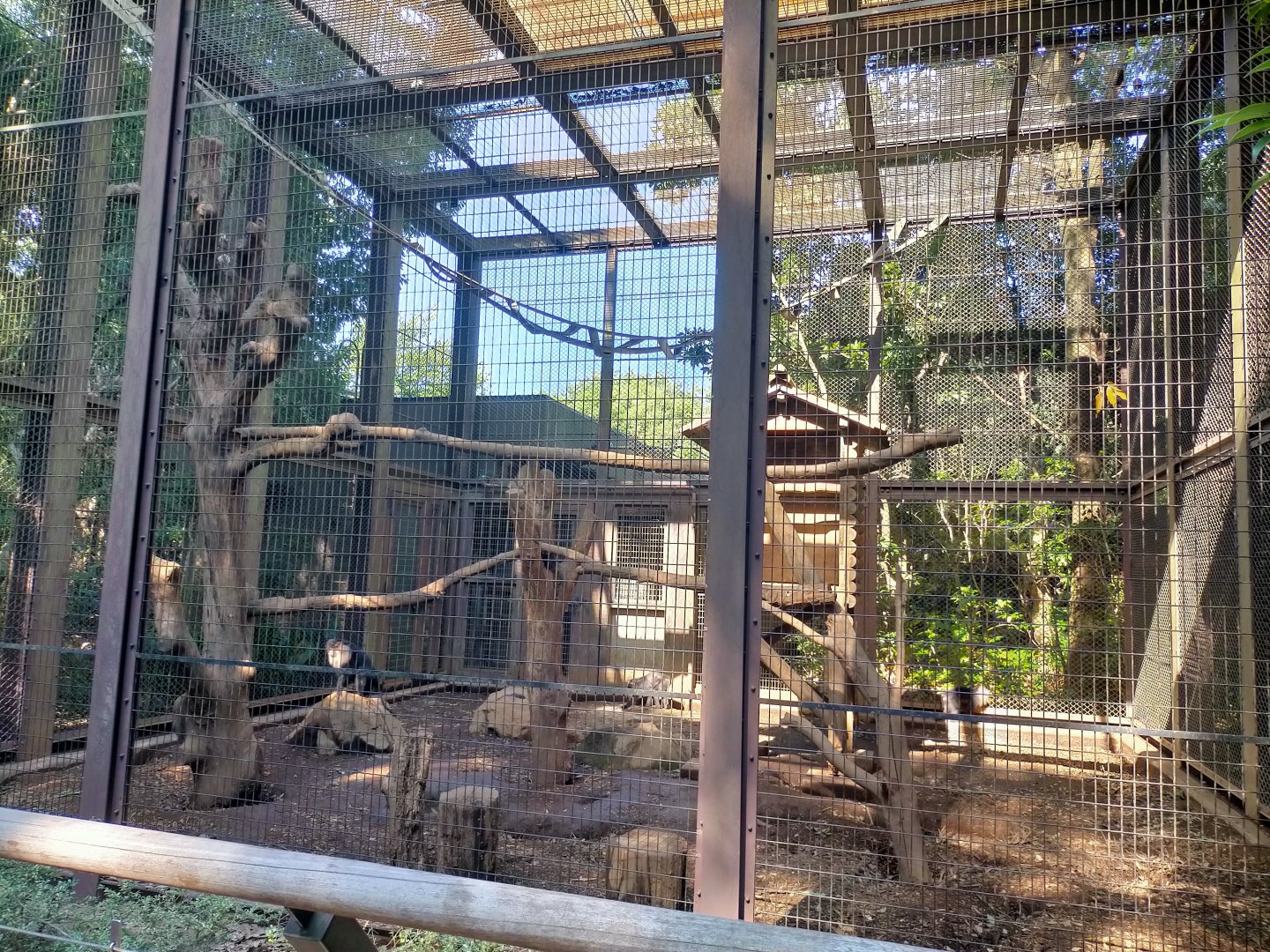 Lion tailed macaque exhibit