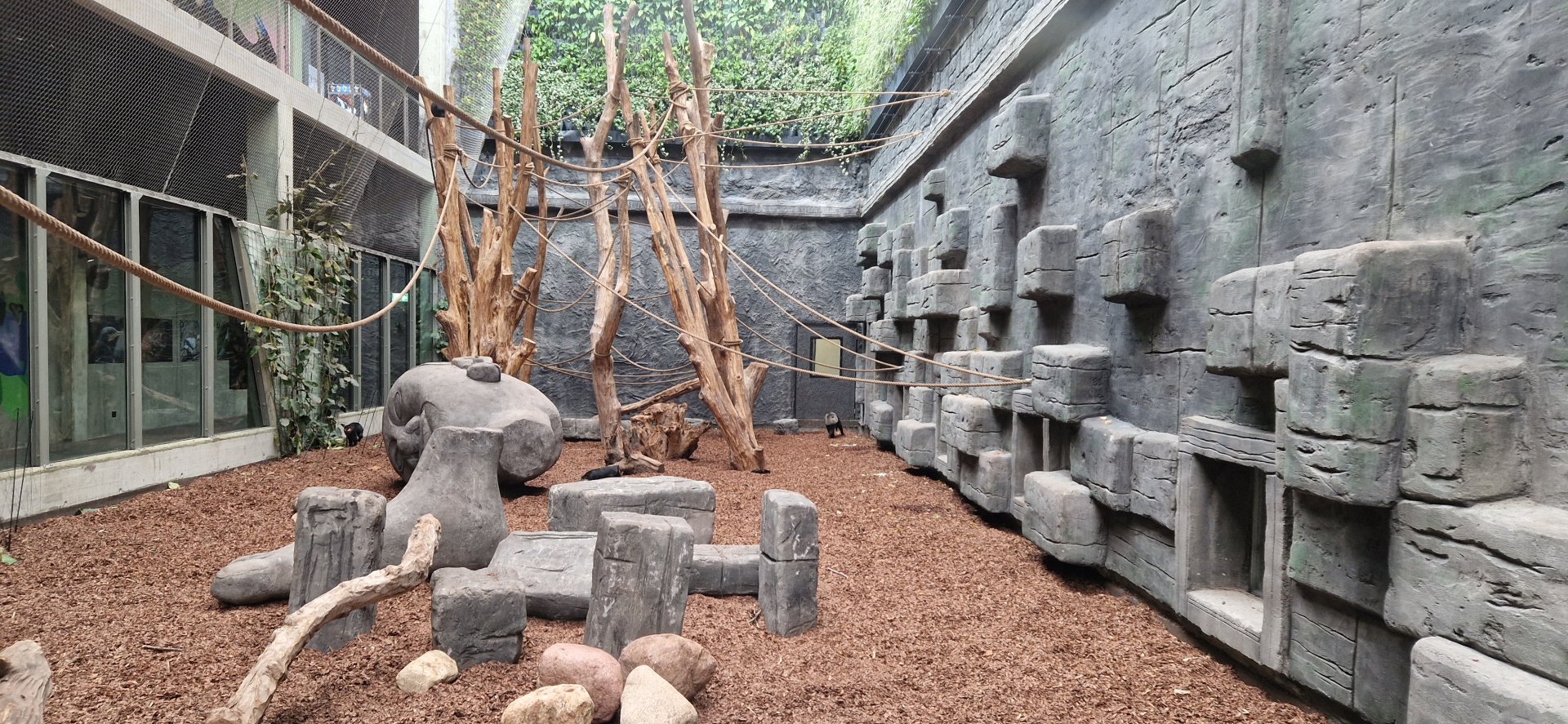 Lion-tailed Macaque exhibit