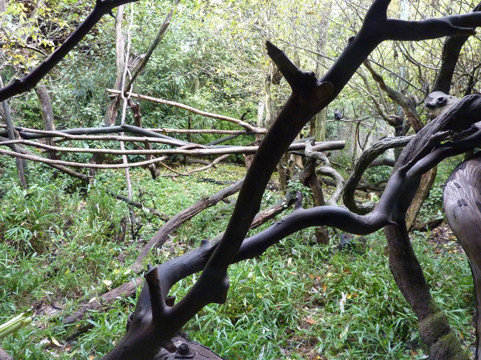 Lion-Tailed Macaque Exhibit