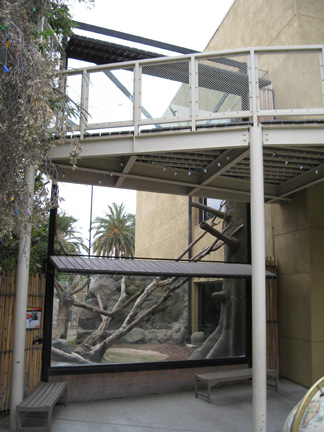 lion-tailed macaque exhibit