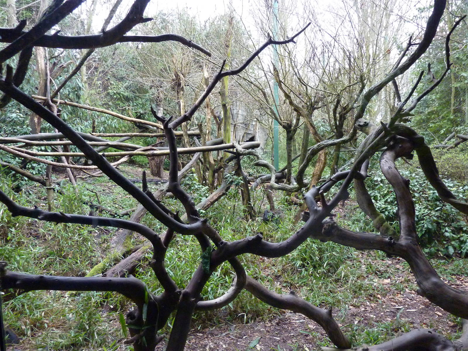 Lion-Tailed Macaque Exhibit
