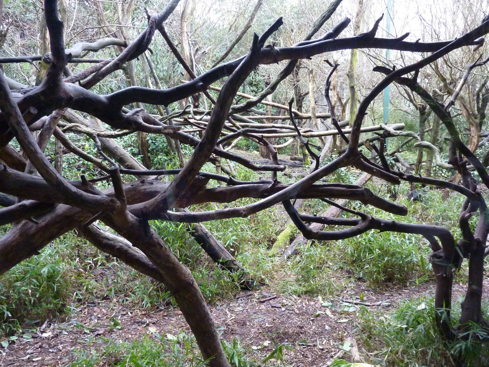 Lion-Tailed Macaque Exhibit