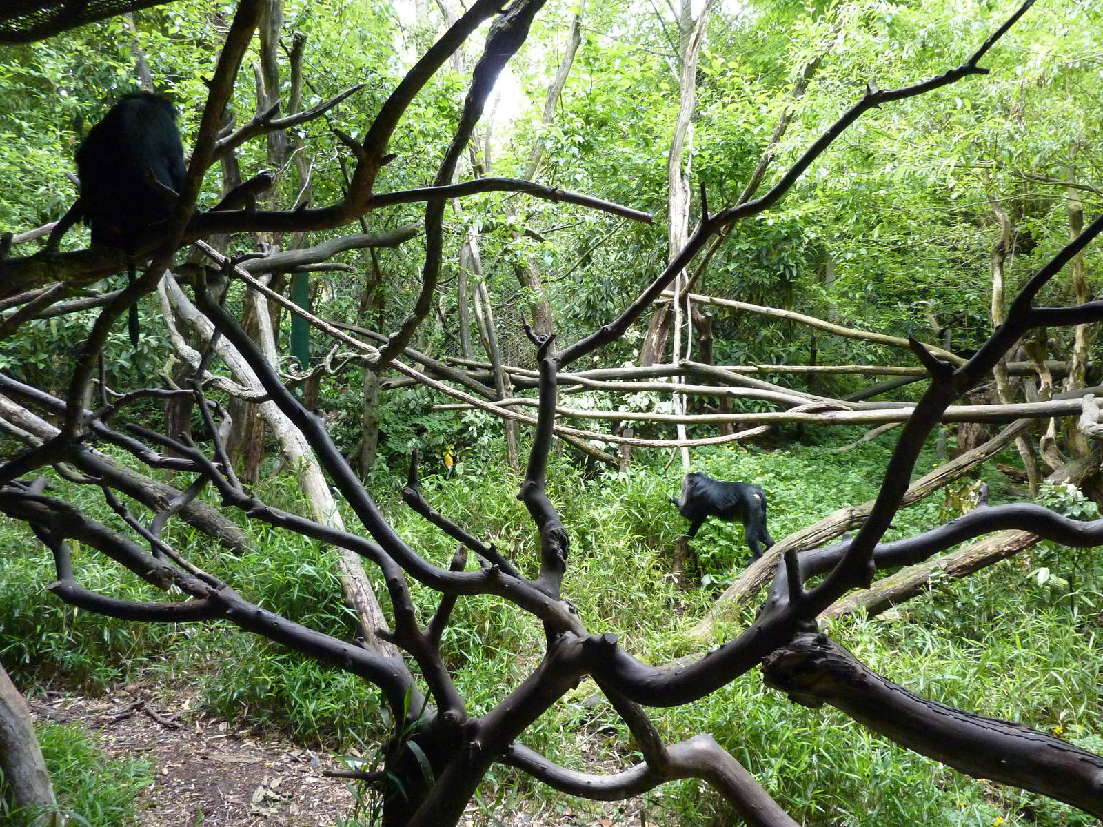 Lion-Tailed Macaque Exhibit