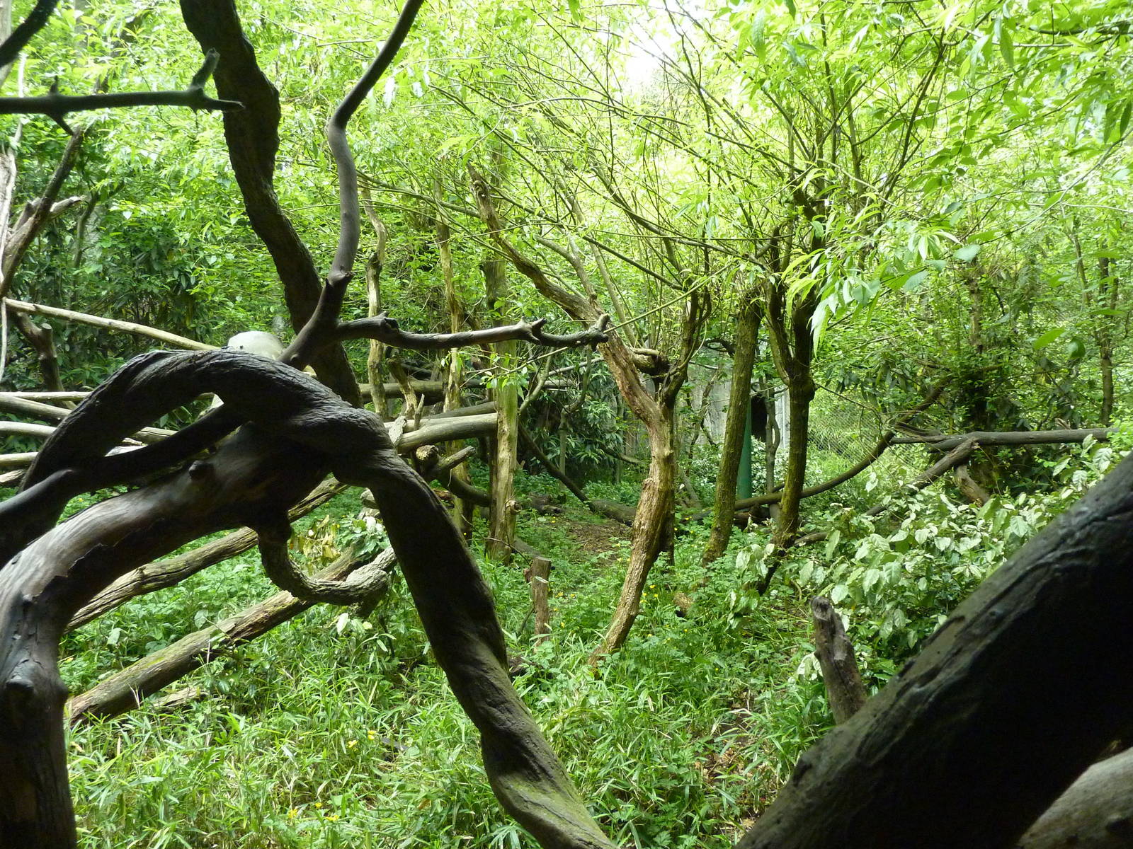 Lion-Tailed Macaque Exhibit