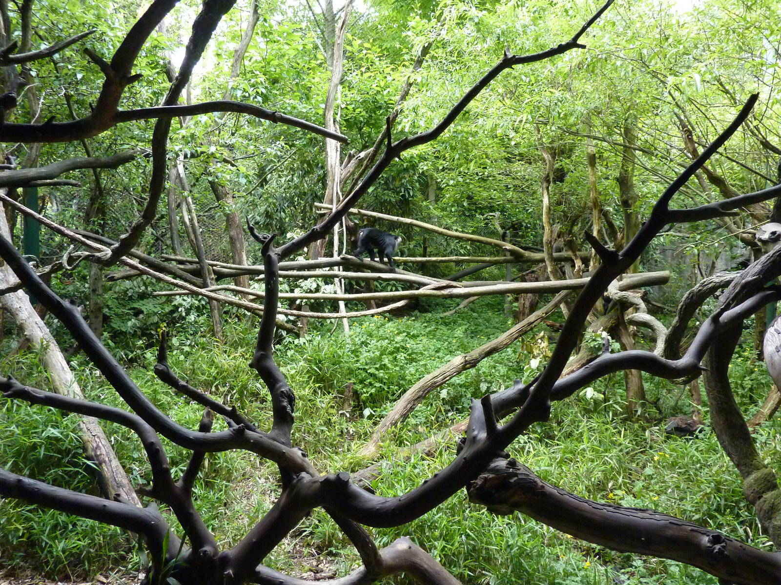 Lion-Tailed Macaque Exhibit