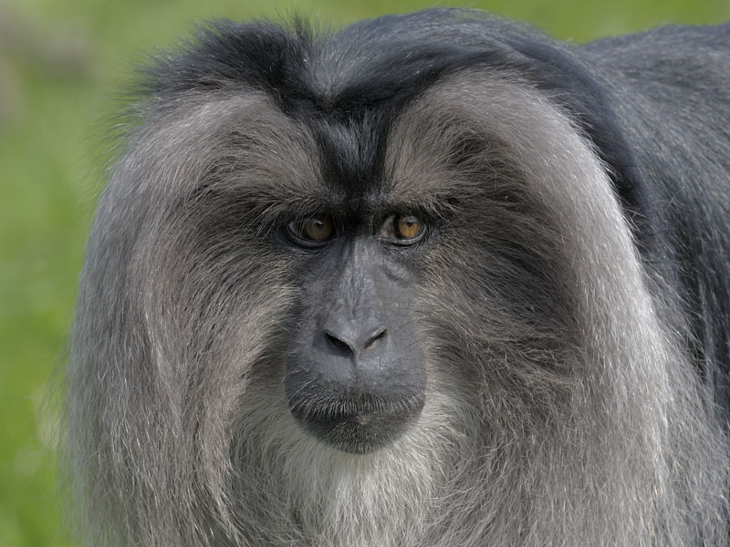Lion-tailed macaque, female