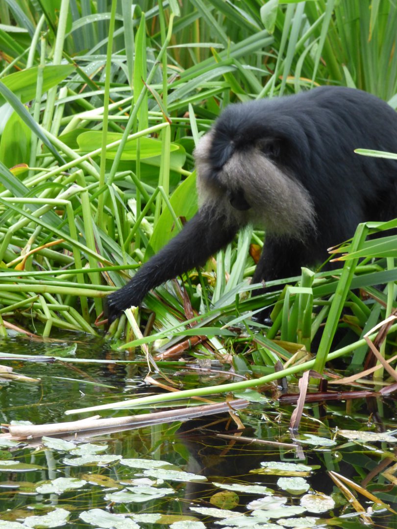 Lion-tailed Macaque foraging amongst the reeds