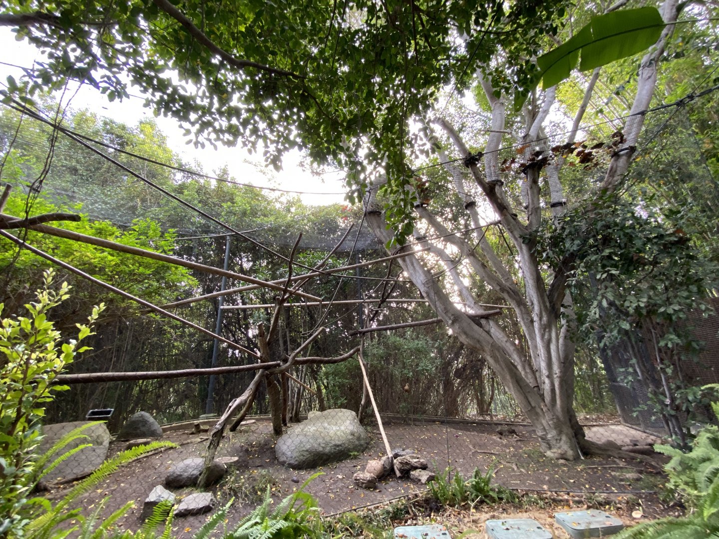 Lion-tailed Macaque Habitat - Lost Forest