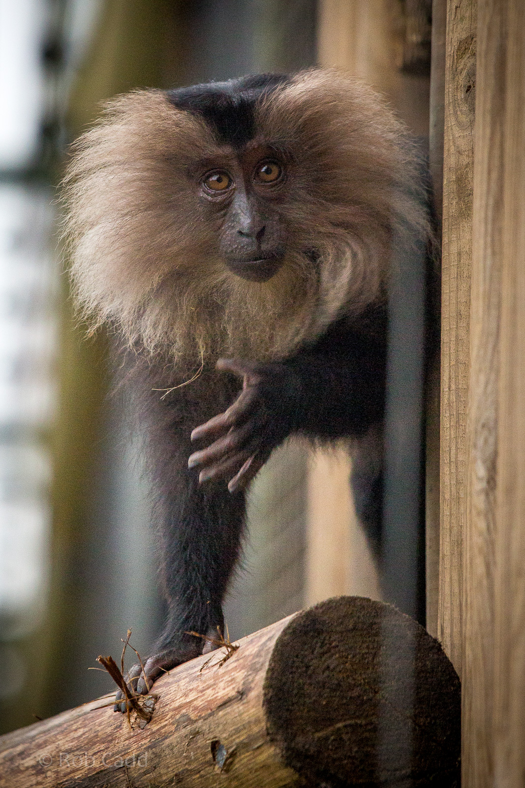 Lion-tailed macaque : Howletts : 14 Oct 2014