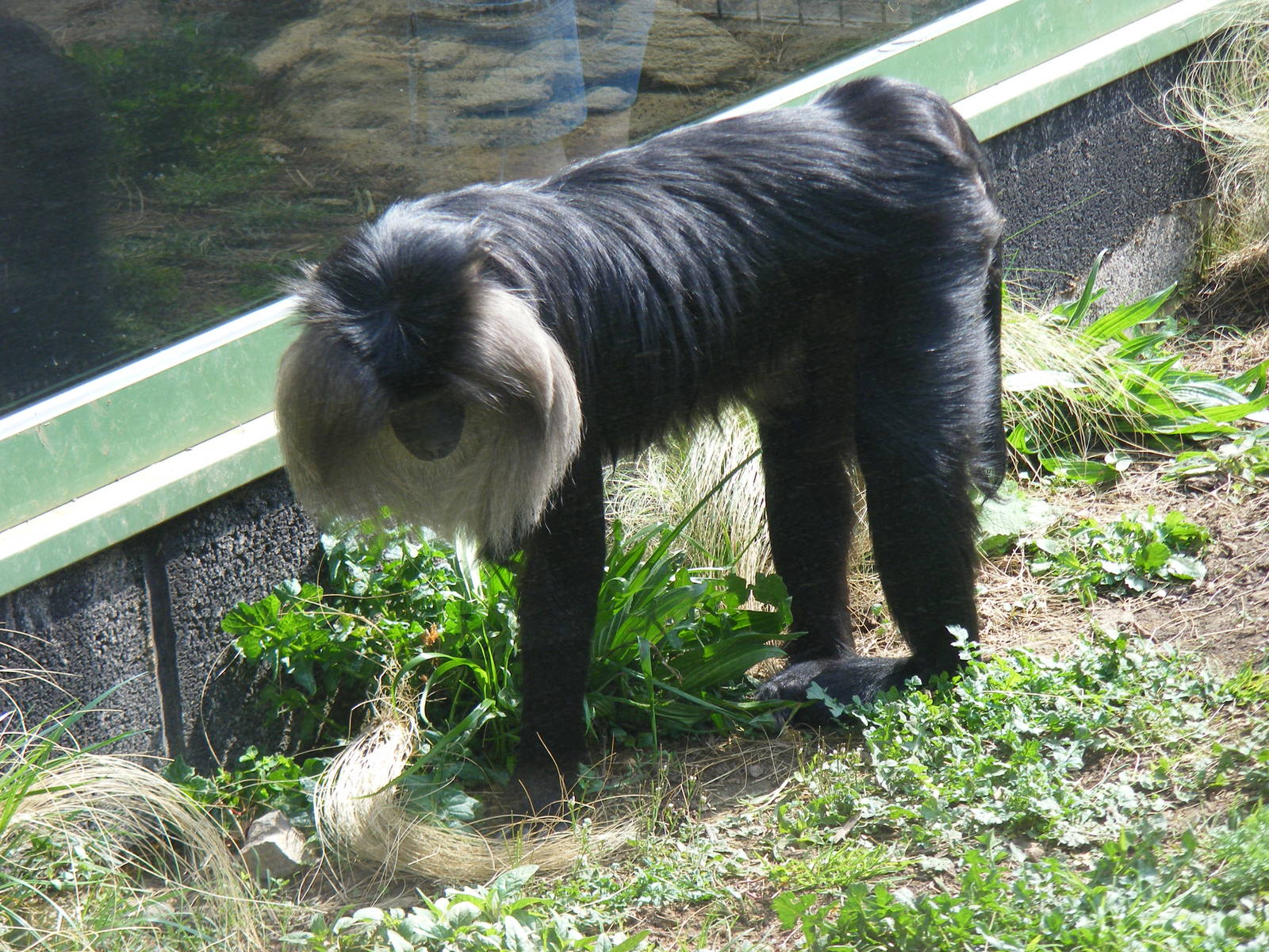 Lion-tailed Macaque in Monkey Jungle exhibit at Bristol Zoo, 12 April 2009