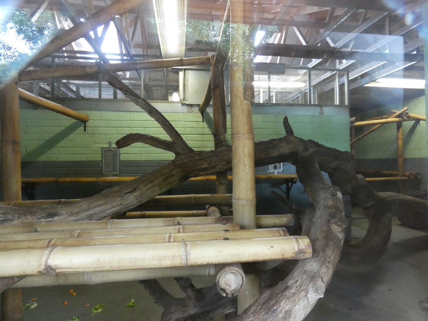 Lion-tailed macaque indoor enclosure in the Asian Sanctuary