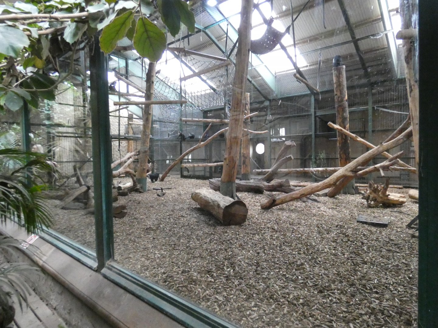 Lion-tailed macaque indoor enclosure