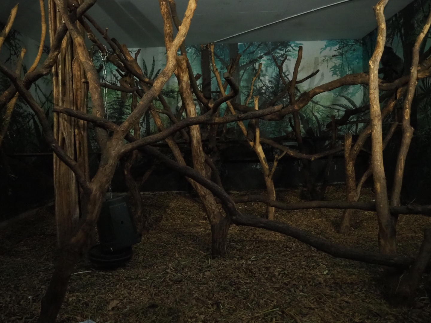 Lion-tailed macaque indoor exhibit (Nov 10th, 2018)