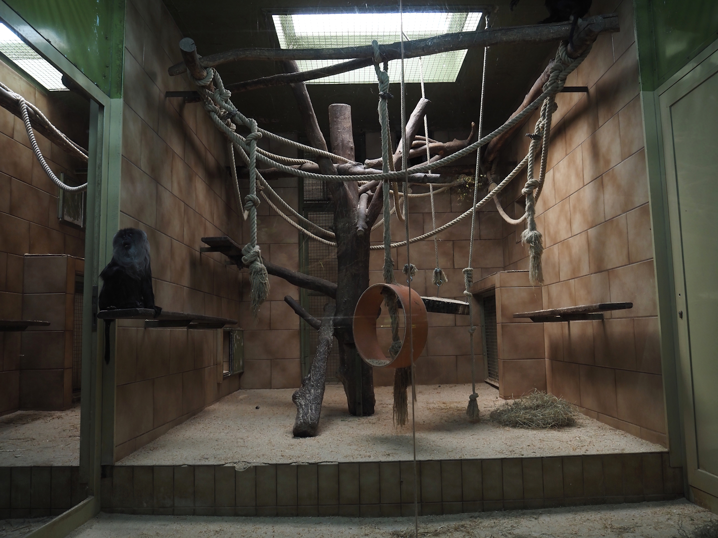 Lion-tailed macaque indoor housing, 2025-05-22