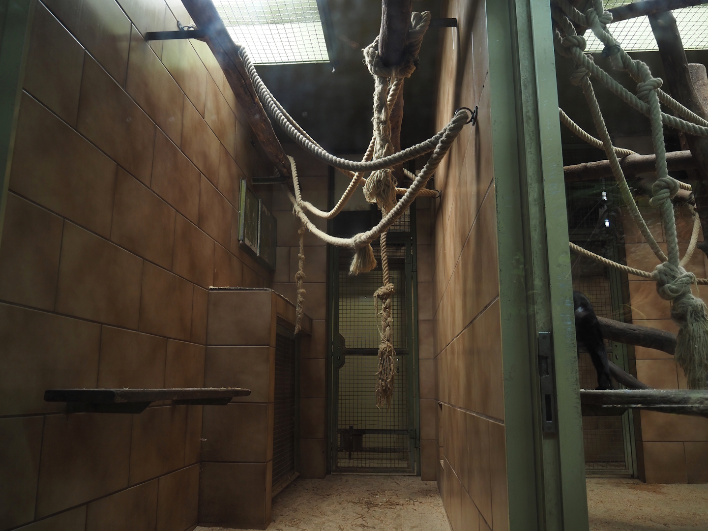 Lion-tailed macaque indoor housing, 2025-05-22