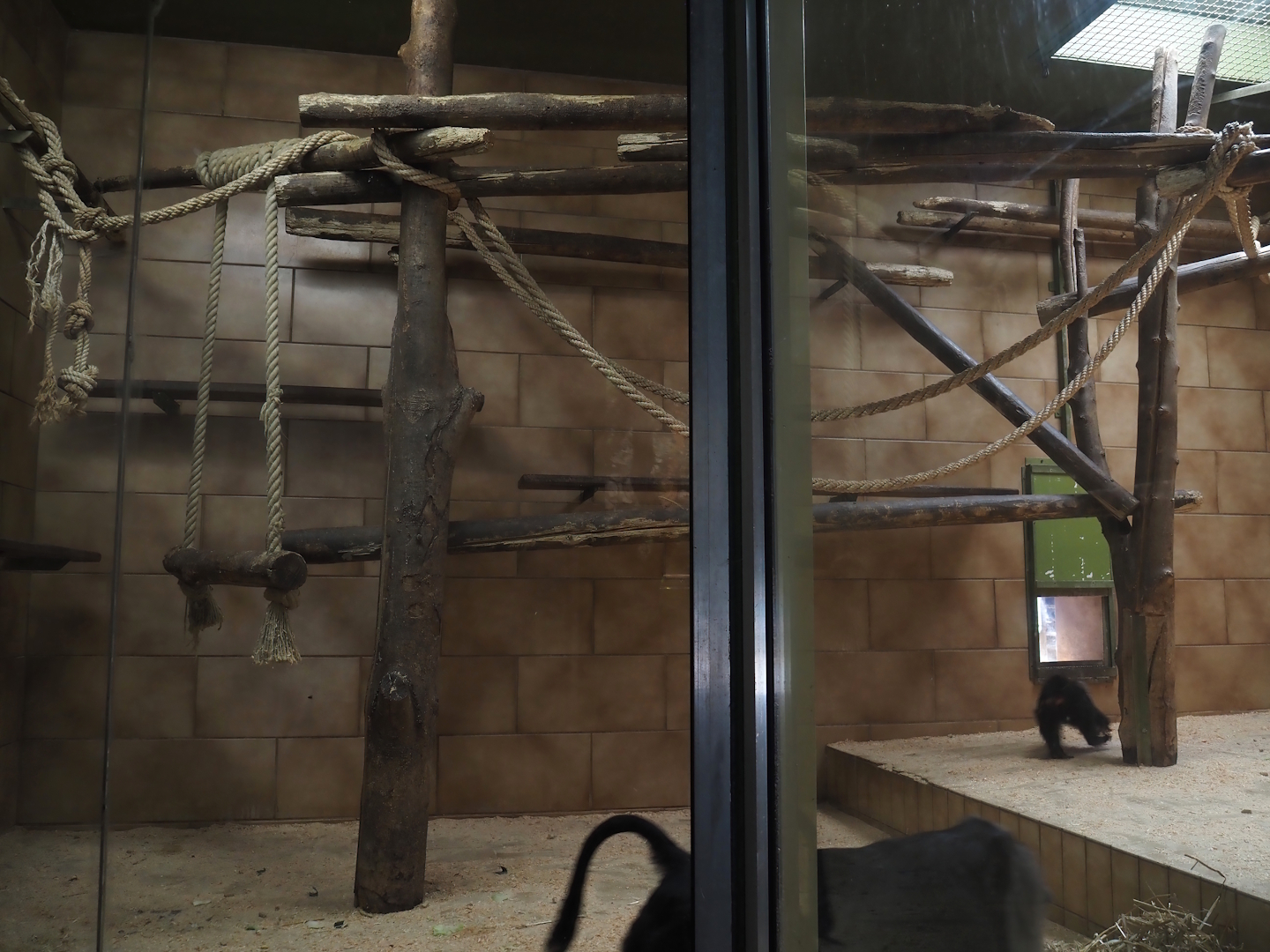 Lion-tailed macaque indoor housing, 2025-05-22
