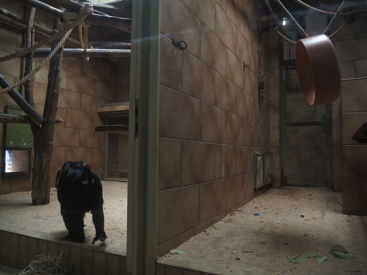 Lion-tailed macaque indoor housing, 2025-05-22