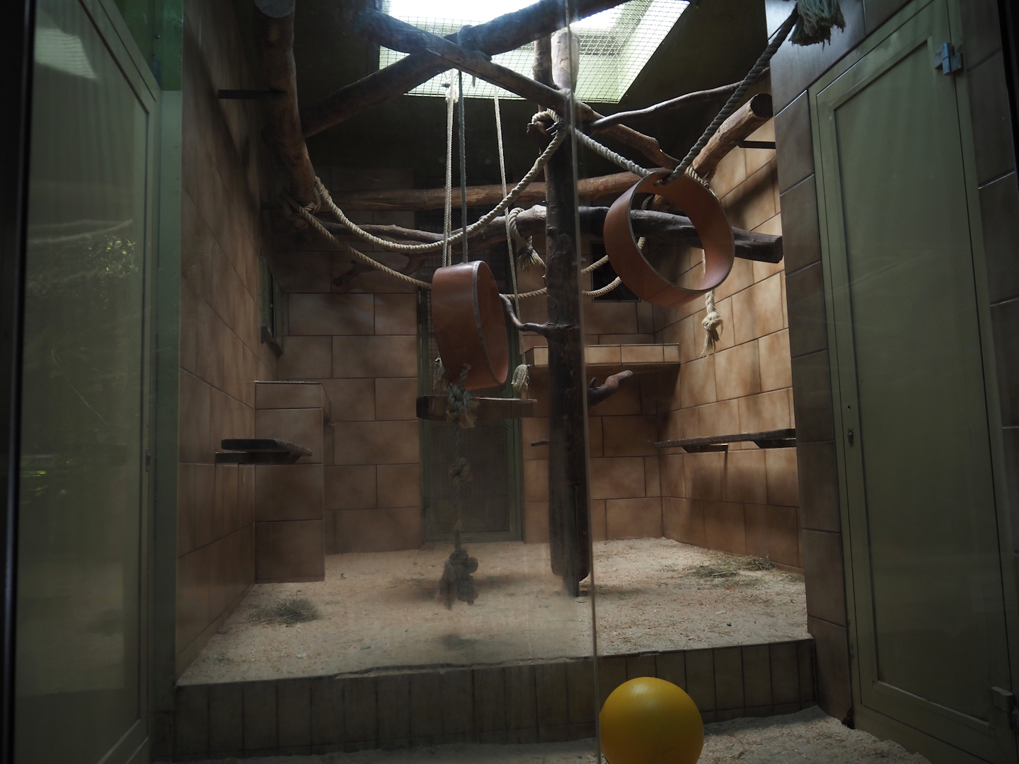 Lion-tailed macaque indoor housing, 2025-05-22