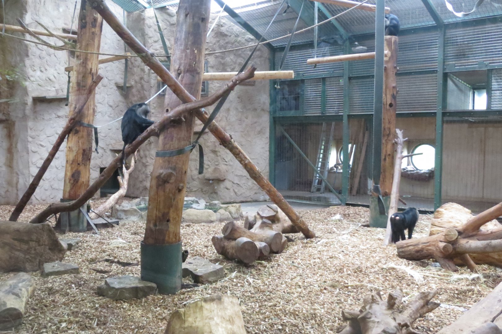 Lion-tailed macaque indoors 261019