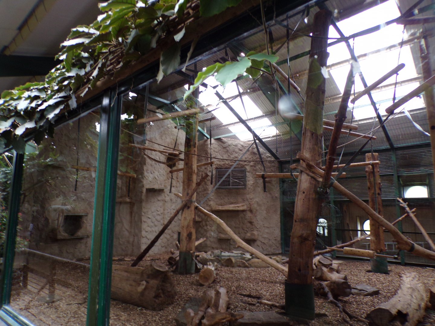 Lion-tailed macaque indoors 29.6.24