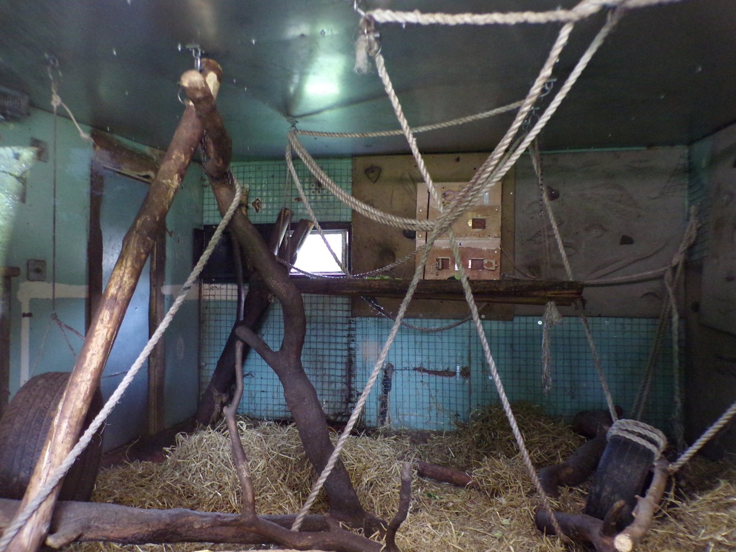 Lion-tailed macaque indoors 7.5.23