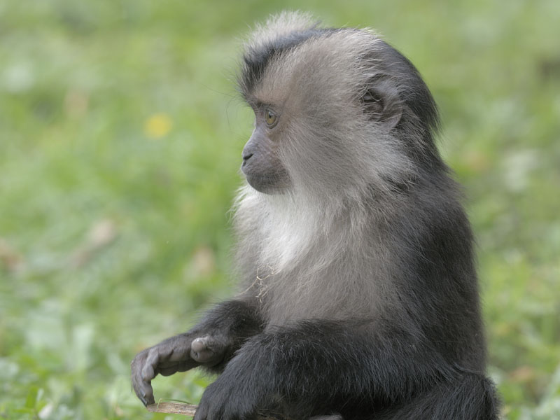 Lion-tailed macaque infant