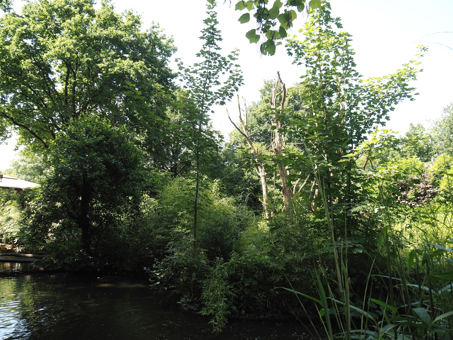 Lion-tailed macaque island, 2024-06-08