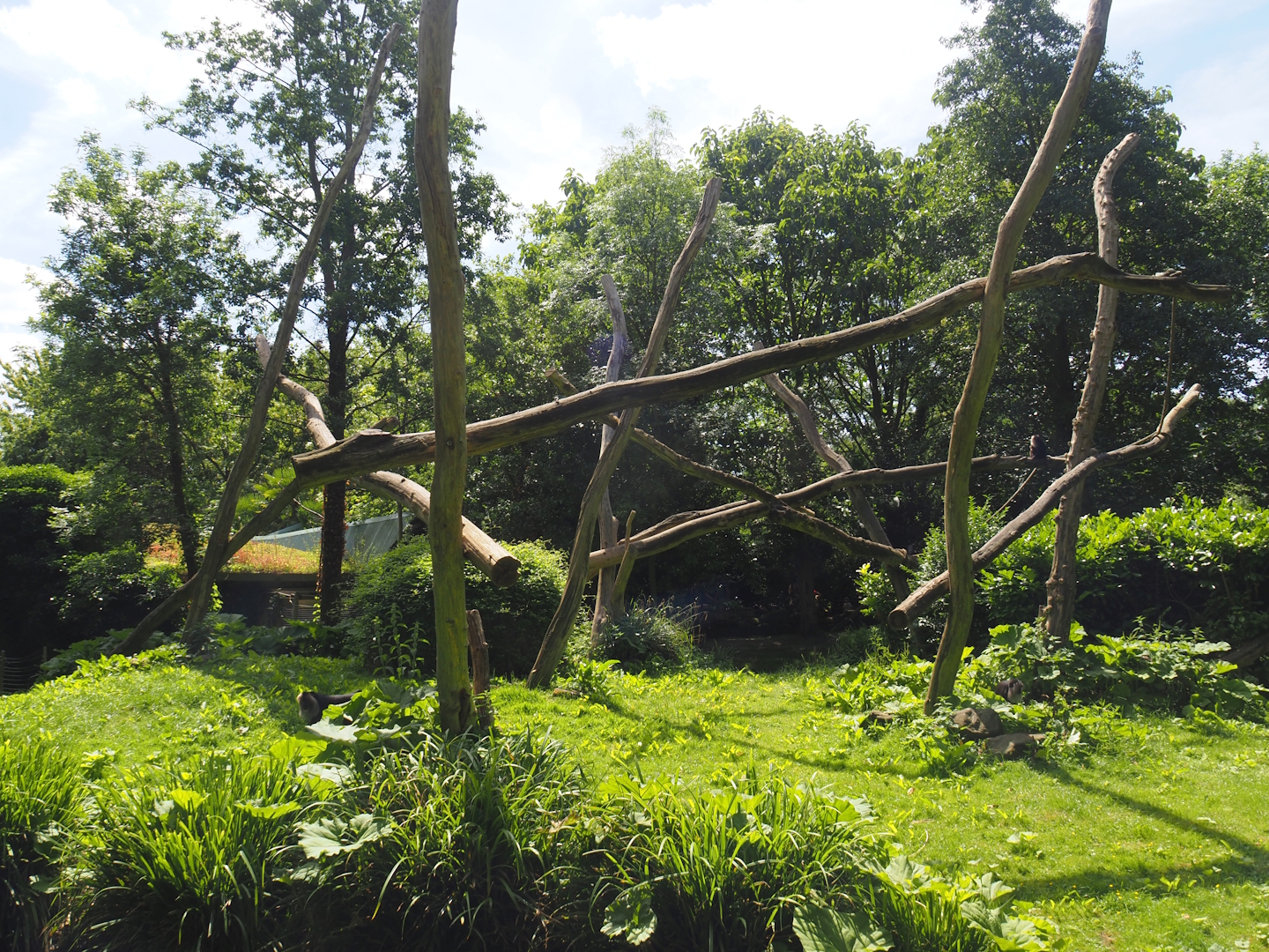 Lion-tailed macaque island, 2024-06-30