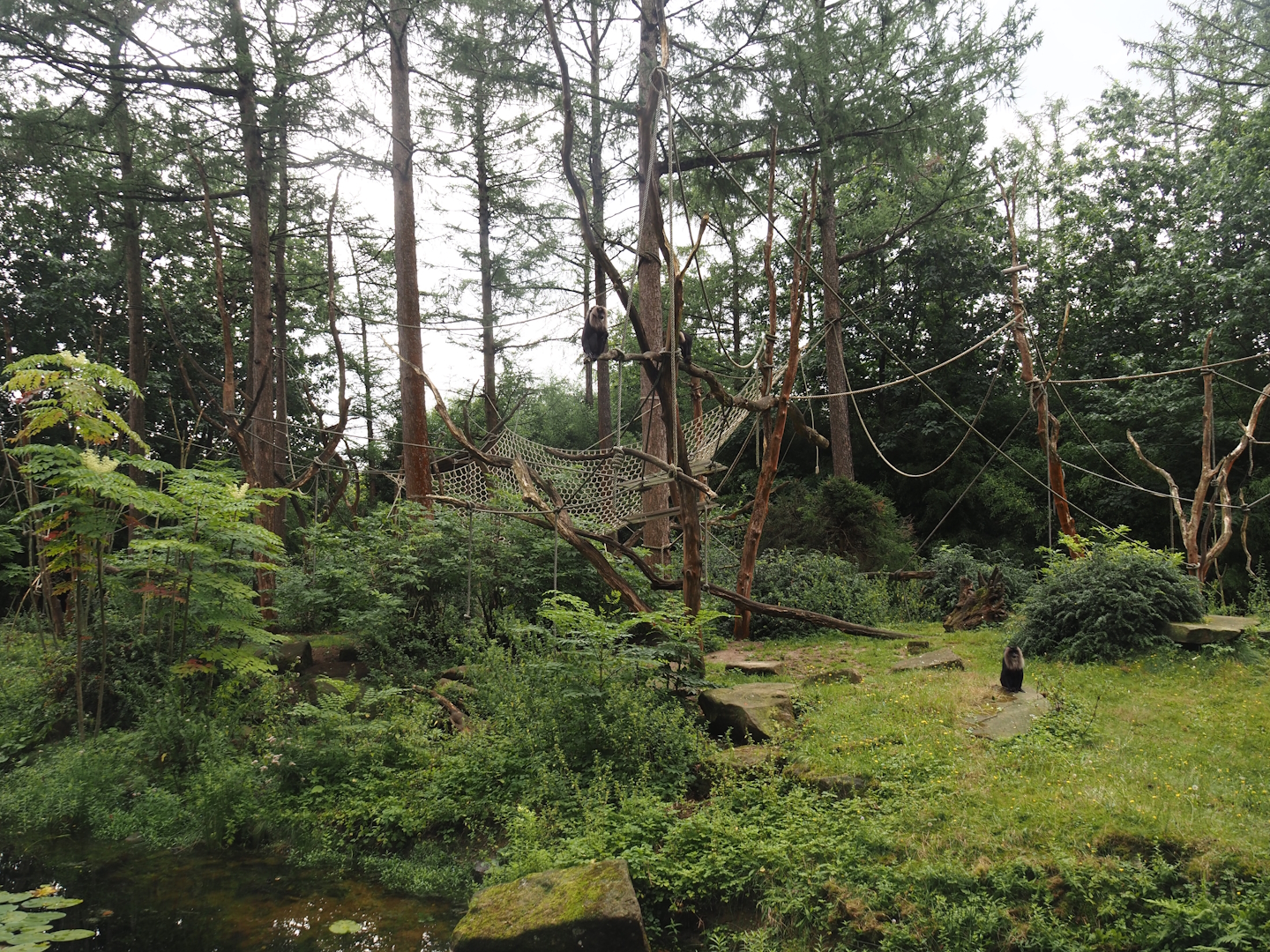 Lion-tailed macaque island, 2024-08-18