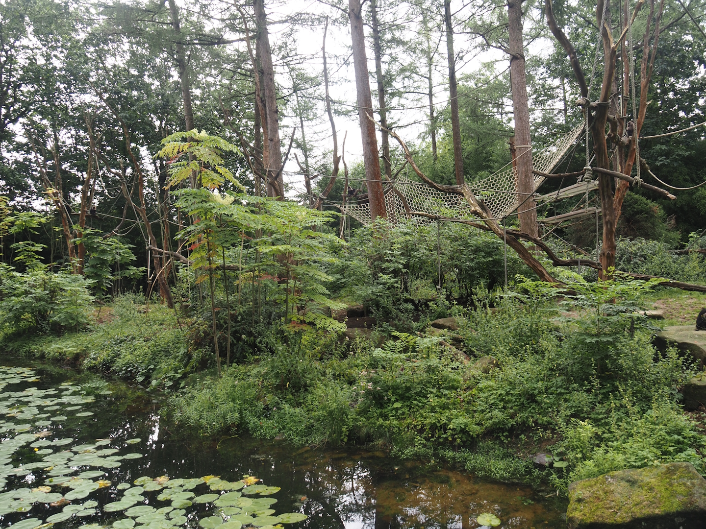 Lion-tailed macaque island, 2024-08-18