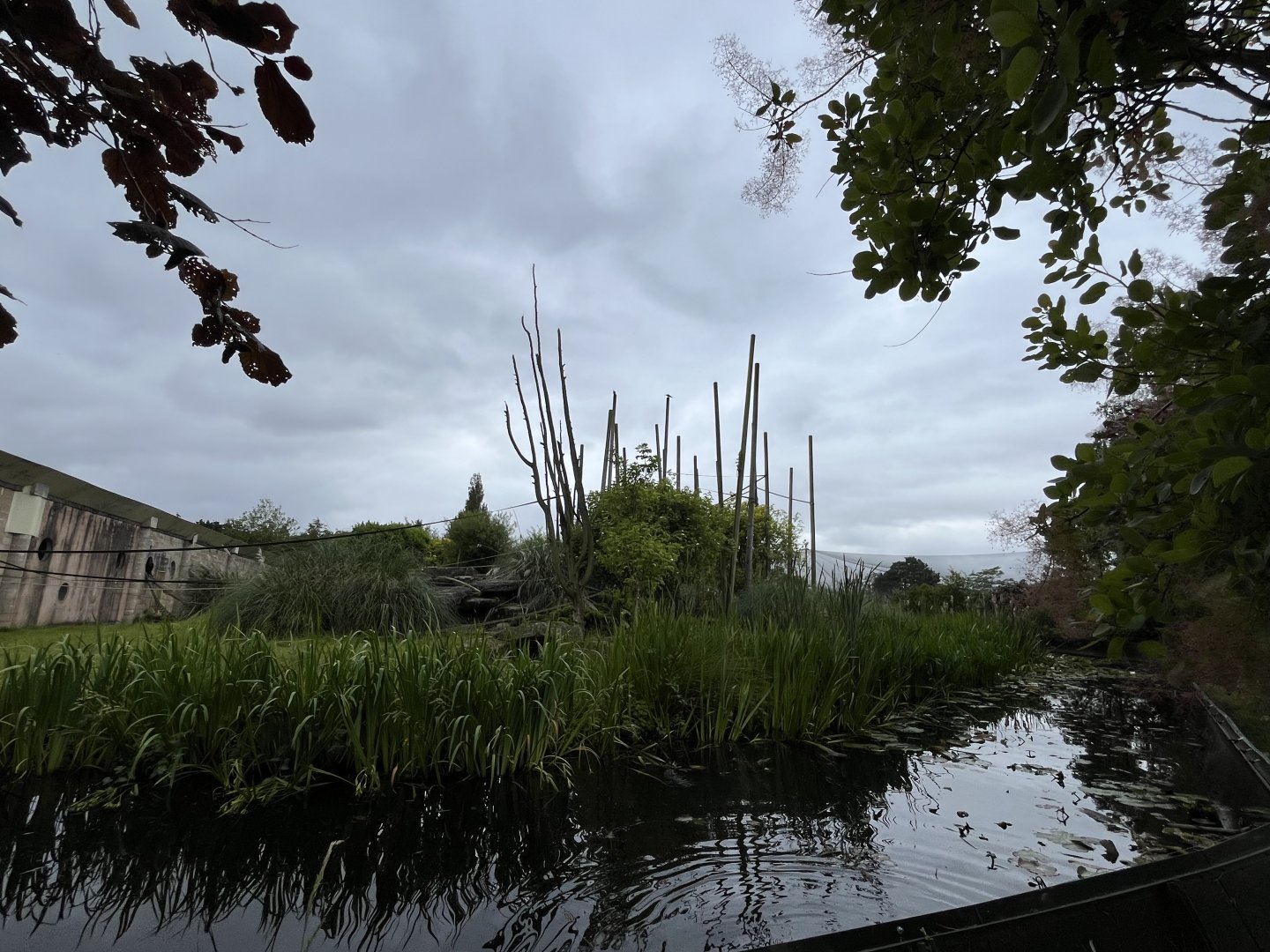 Lion-tailed macaque island 29.6.24