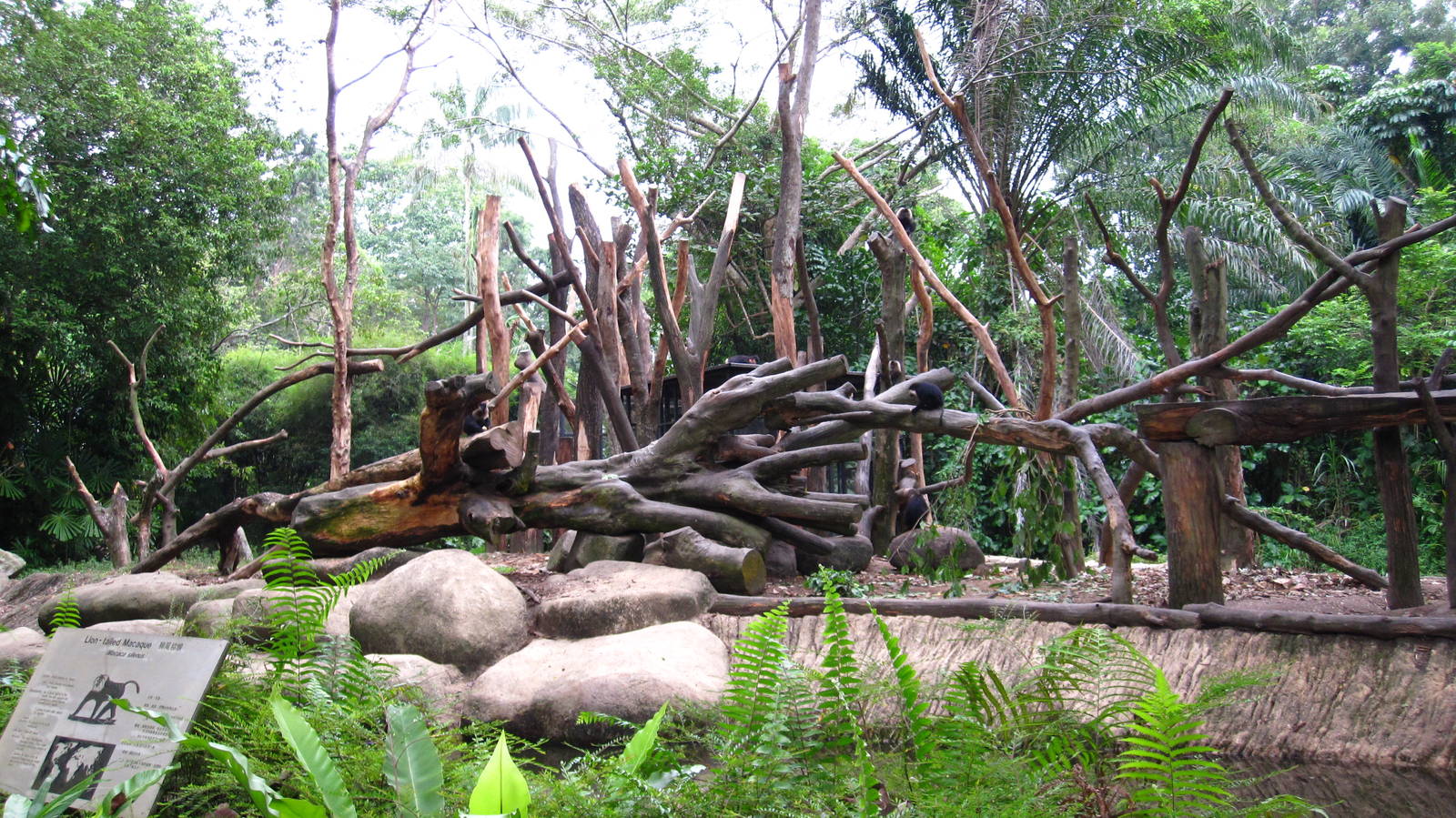 Lion-tailed Macaque Island, Primate Kingdom - Singapore Zoo