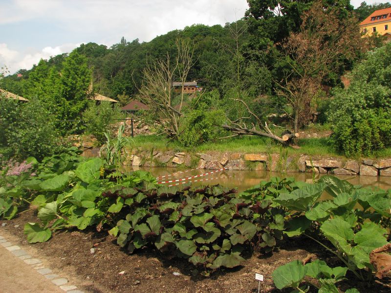 Lion-tailed macaque island