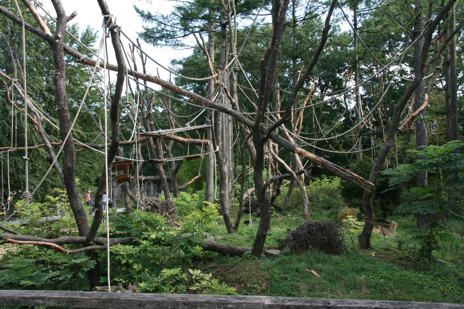Lion-tailed macaque island