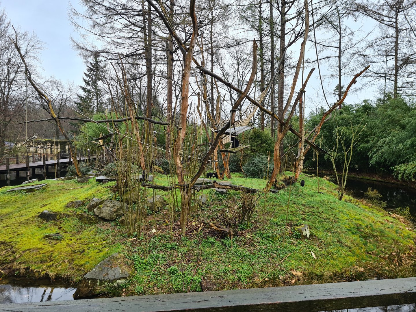 Lion-tailed macaque island
