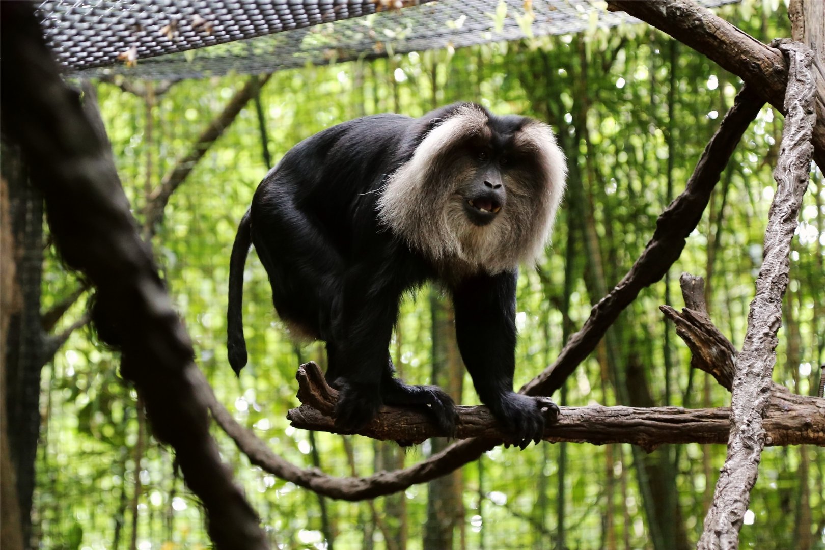 Lion-Tailed Macaque, June 2015