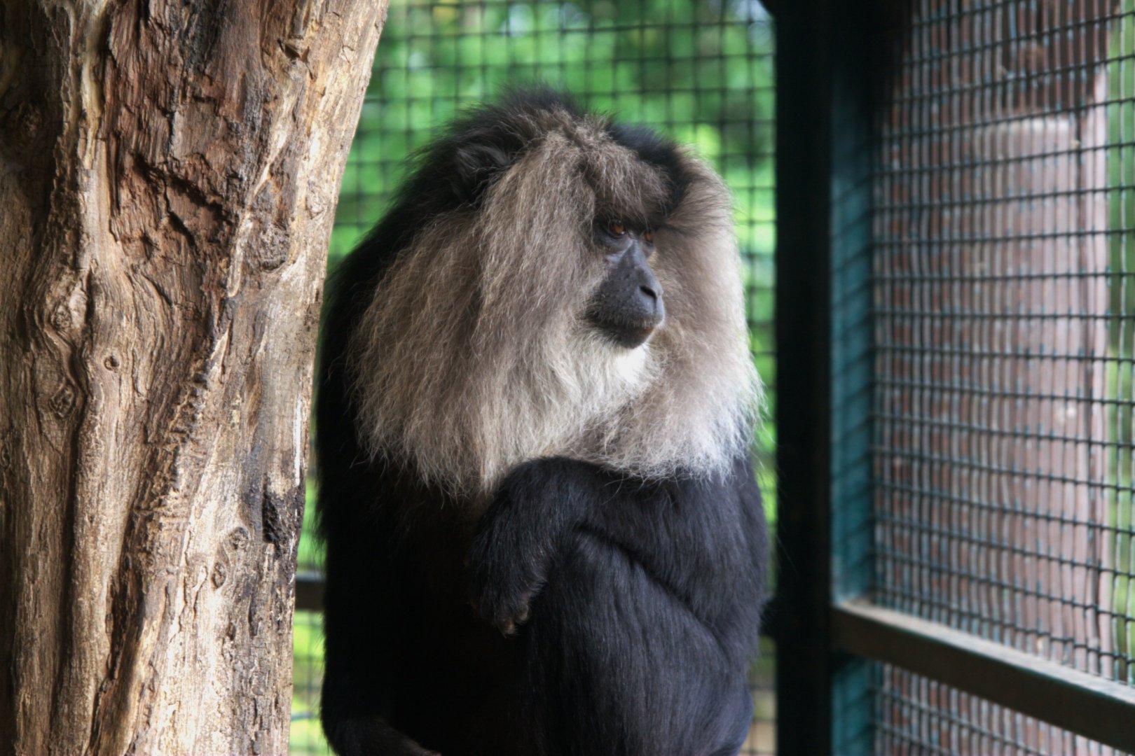 Lion-tailed Macaque (Macaca silenus), 13-09-25
