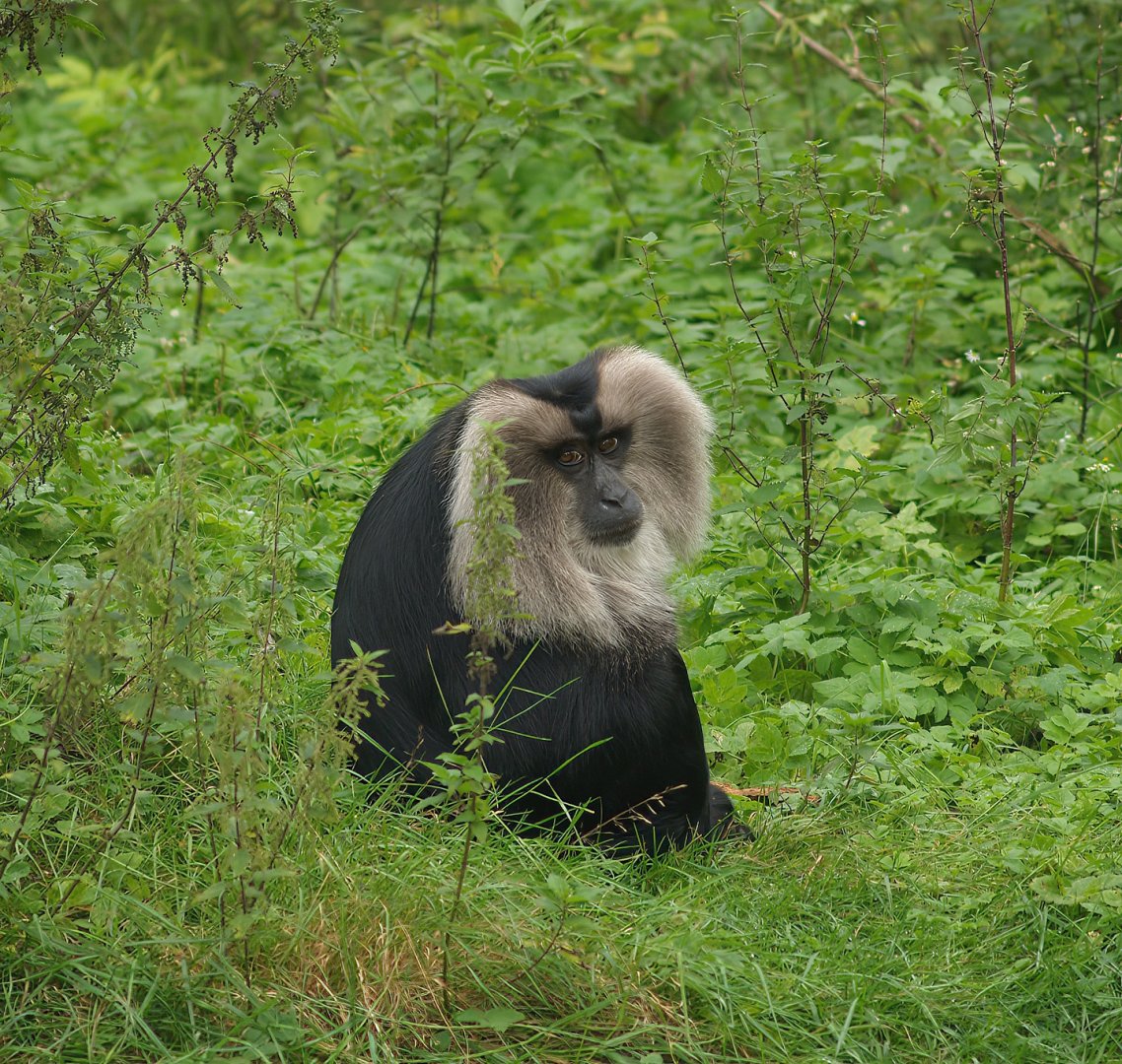 Lion-tailed macaque (Macaca silenus), 2007-09-16